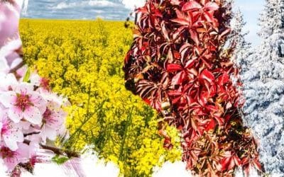 Thrive in a Seasonal Industry with a Comprehensive Digital Marketing Strategy